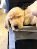 Male 1 , a male Golden Retriever for sale in Hartford, CT – Photo 2 of 4