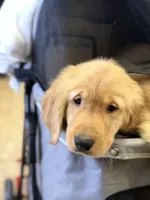 Male 1 , a male Golden Retriever for sale in Hartford, CT – Photo 1 of 4