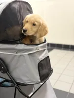 Male 2 , a male Golden Retriever for sale in Hartford, CT – Photo 2 of 4