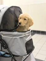 Male 2 , a male Golden Retriever for sale in Hartford, CT – Photo 3 of 4