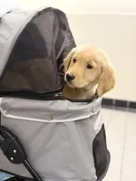 Male 2 , a male Golden Retriever for sale in Hartford, CT – Photo 4 of 4