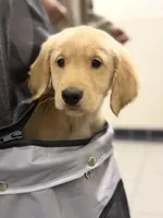 Male 2 , a male Golden Retriever for sale in Hartford, CT – Photo 1 of 4