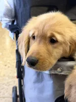 Male 1 , a male Golden Retriever for sale in Hartford, CT – Photo 4 of 4