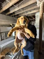 Female 2, a male Golden Retriever for sale in Hartford, CT – Photo 2 of 2