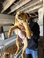 Female 2, a male Golden Retriever for sale in Hartford, CT – Photo 1 of 2