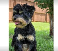 Red, a female Yorkshire Terrier for sale in Bonaire, GA – Photo 7 of 9