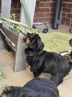 Red, a female Yorkshire Terrier for sale in Bonaire, GA – Photo 8 of 9