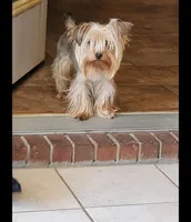Red, a female Yorkshire Terrier for sale in Bonaire, GA – Photo 9 of 9