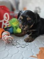 Red, a female Yorkshire Terrier for sale in Bonaire, GA – Photo 3 of 9