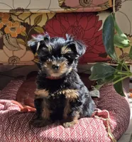 Red, a female Yorkshire Terrier for sale in Bonaire, GA – Photo 6 of 9