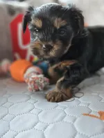 Red, a female Yorkshire Terrier for sale in Bonaire, GA – Photo 1 of 9