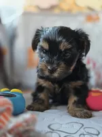 Red, a female Yorkshire Terrier for sale in Bonaire, GA – Photo 2 of 9