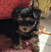 Red, a female Yorkshire Terrier for sale in Bonaire, GA – Photo 5 of 9