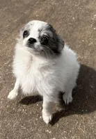 Kenny, a male Chihuahua for sale in Florida, FL – Photo 7 of 8