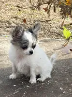 Kenny, a male Chihuahua for sale in Florida, FL – Photo 6 of 8