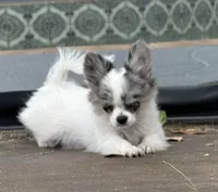 Kenny, a male Chihuahua for sale in Florida, FL – Photo 2 of 8