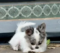 Kenny, a male Chihuahua for sale in Florida, FL – Photo 4 of 8