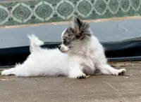 Kenny, a male Chihuahua for sale in Florida, FL – Photo 3 of 8