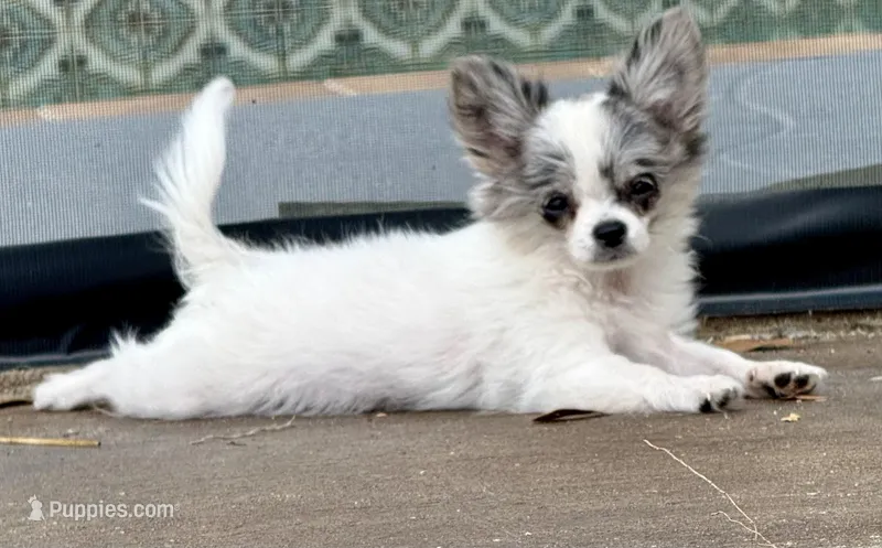 Kenny, a male Chihuahua for sale in Florida, FL – Photo 1 of 8