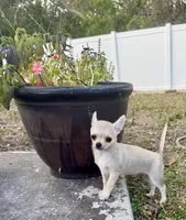 Kirby, a male Chihuahua for sale in Florida, FL – Photo 2 of 2