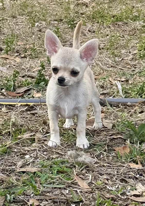 Kirby, a male Chihuahua for sale in Florida, FL – Photo 1 of 2