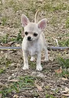 Kirby, a male Chihuahua for sale in Florida, FL – Photo 1 of 2
