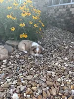 Puppy 4, a male Miniature Australian Shepherd for sale in Oakdale, LA – 4 of 7