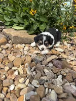 Puppy 3, a female Miniature Australian Shepherd for sale in Oakdale, LA – 1 of 6