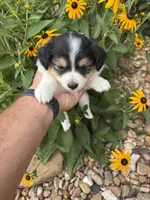 Puppy 3, a female Miniature Australian Shepherd for sale in Oakdale, LA – 2 of 6