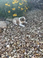 Puppy 4, a male Miniature Australian Shepherd for sale in Oakdale, LA – 3 of 7