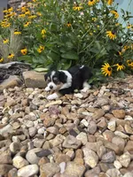 Puppy 3, a female Miniature Australian Shepherd for sale in Oakdale, LA – 4 of 6