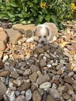 Puppy 1, a male Miniature Australian Shepherd for sale in Oakdale, LA – 7 of 9