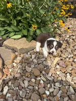 Puppy 2, a male Miniature Australian Shepherd for sale in Oakdale, LA – 5 of 5