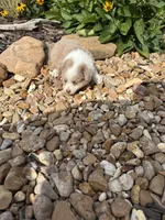 Puppy 1, a male Miniature Australian Shepherd for sale in Oakdale, LA – 9 of 9