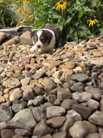 Puppy 2, a male Miniature Australian Shepherd for sale in Oakdale, LA – 3 of 5