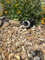 Puppy 3, a female Miniature Australian Shepherd for sale in Oakdale, LA – 5 of 6