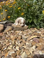 Puppy 1, a male Miniature Australian Shepherd for sale in Oakdale, LA – 1 of 9