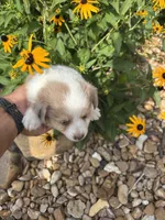 Puppy 1, a male Miniature Australian Shepherd for sale in Oakdale, LA – 3 of 9