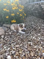 Puppy 4, a male Miniature Australian Shepherd for sale in Oakdale, LA – 6 of 7