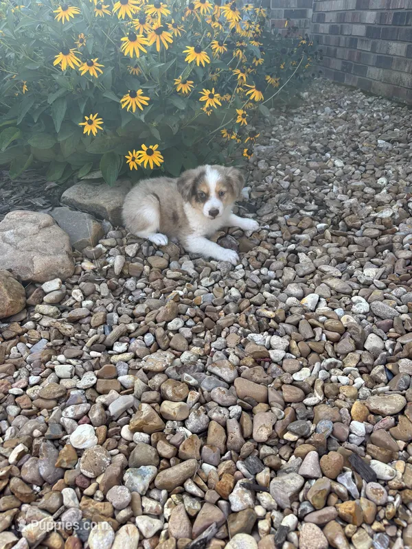Puppy 4 – Miniature Australian Shepherd puppy for sale in Oakdale, LA