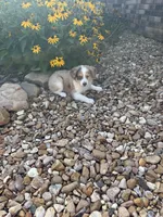 Puppy 4, a male Miniature Australian Shepherd for sale in Oakdale, LA – 1 of 7