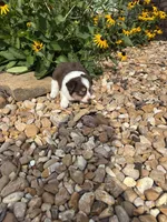 Puppy 2, a male Miniature Australian Shepherd for sale in Oakdale, LA – 4 of 5