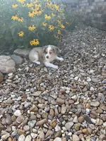 Puppy 4, a male Miniature Australian Shepherd for sale in Oakdale, LA – 5 of 7