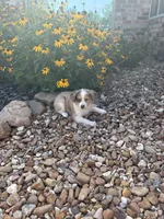 Puppy 4, a male Miniature Australian Shepherd for sale in Oakdale, LA – 2 of 7