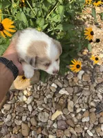 Puppy 1, a male Miniature Australian Shepherd for sale in Oakdale, LA – 5 of 9
