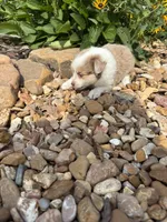 Puppy 1, a male Miniature Australian Shepherd for sale in Oakdale, LA – 8 of 9