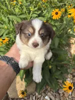 Puppy 2, a male Miniature Australian Shepherd for sale in Oakdale, LA – 2 of 5