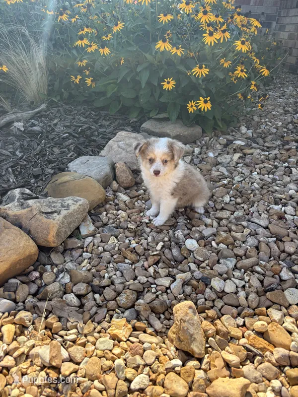 Puppy 1 – Miniature Australian Shepherd puppy for sale in Oakdale, LA