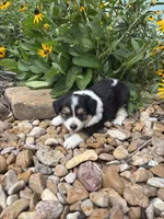 Puppy 3, a female Miniature Australian Shepherd for sale in Oakdale, LA – 6 of 6