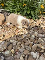 Puppy 1, a male Miniature Australian Shepherd for sale in Oakdale, LA – 4 of 9